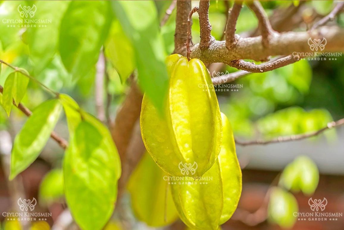 Ceylon Kingsmen Garden Hotel - Katunayake Негомбо Екстериор снимка